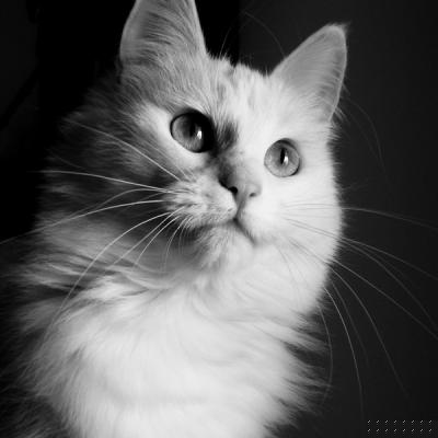 avril 2011