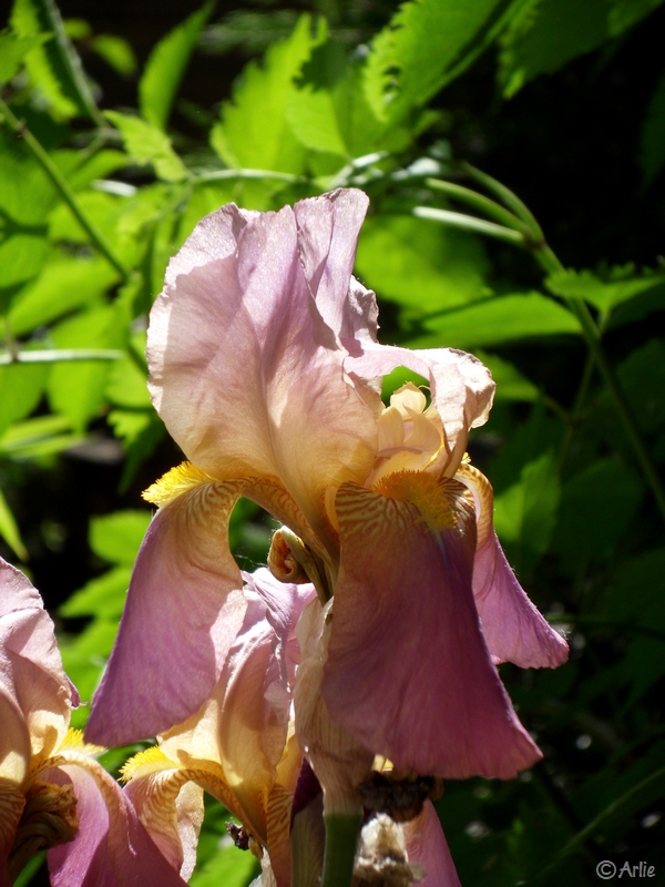 Iris sp., mai 2011
