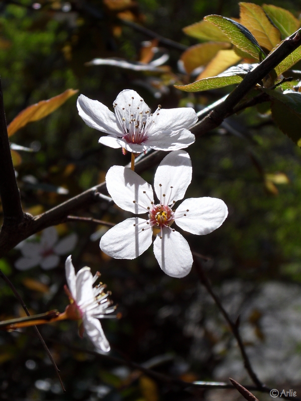 fleurs de Prunier (Prunus domestica L.), mars 2011