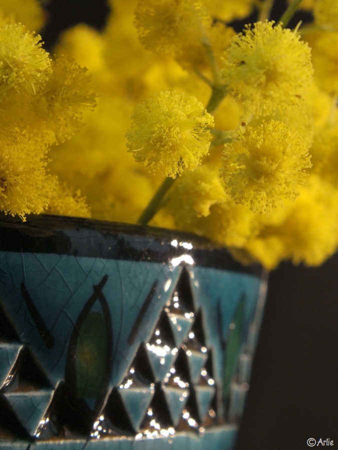 Mimosa (Acacia dealbata), février 2013