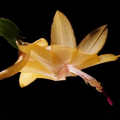 Cactus de Noël (Schlumbergera x 'Gold Charm'), novembre 2014