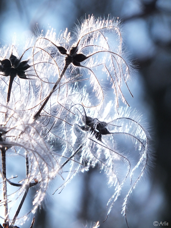 graines de Clématite des haies (Clematis vitalba), février 2013