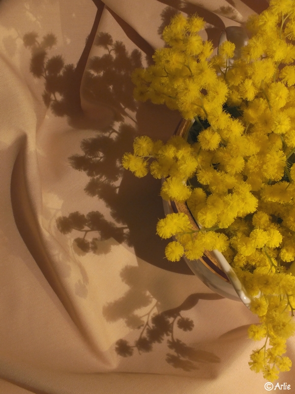 Mimosa (Acacia dealbata), février 2013