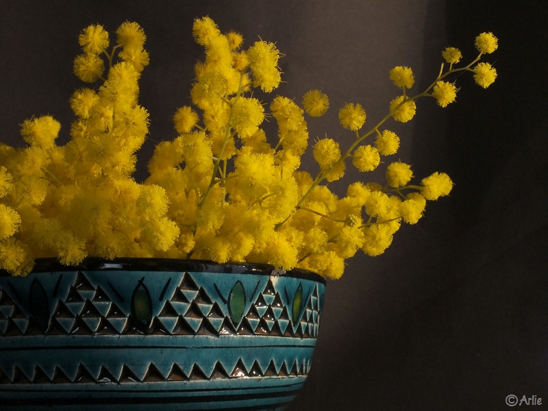 Mimosa (Acacia dealbata), février 2013