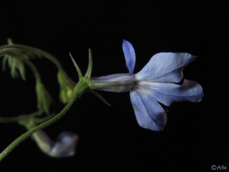 Lobélie (Lobelia), mai 2013