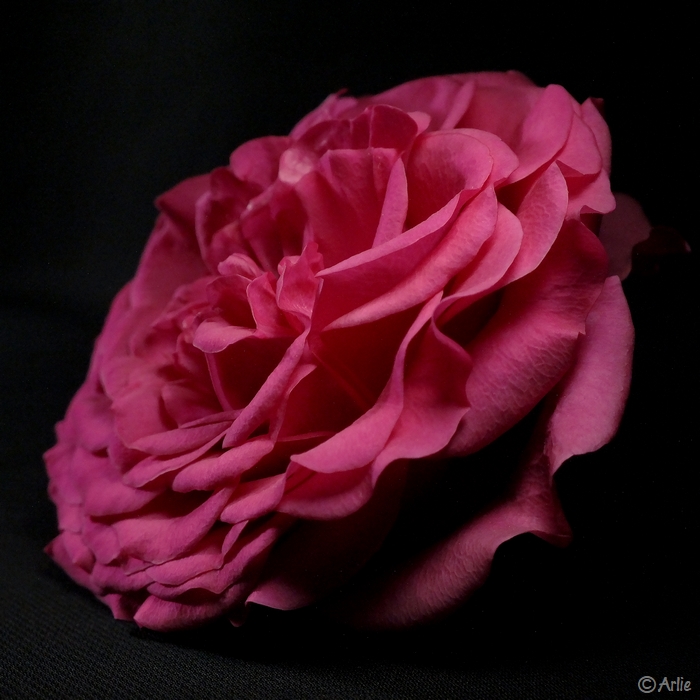 rose, mai 2013