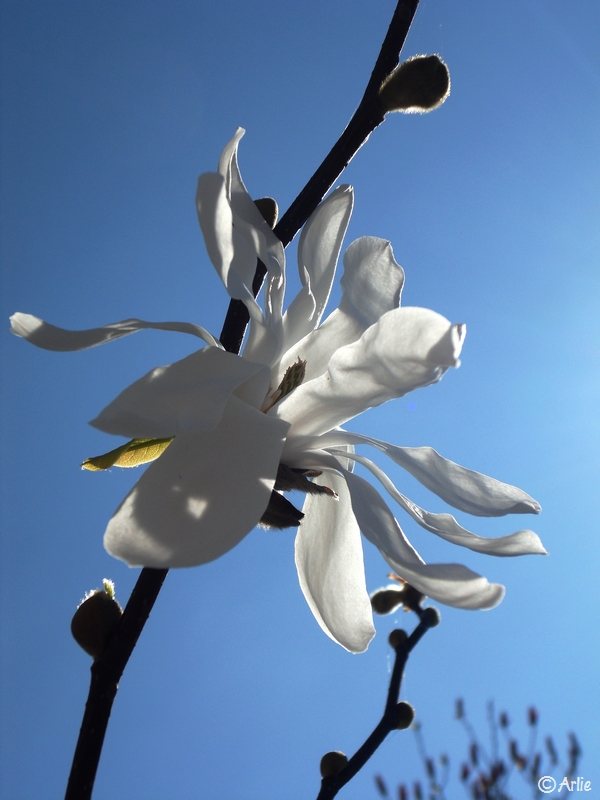 Magnolia, mars 2011