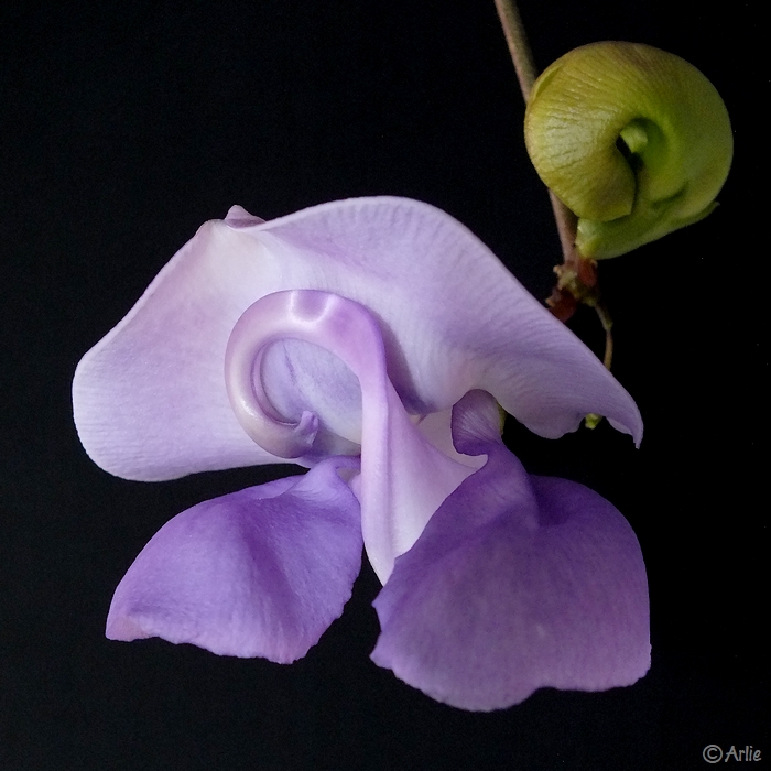 fleur de Vigne escargot, ou Haricot caracolle (Vigna caracalla), octobre 2011